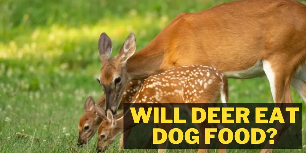 Will deer eat dog food