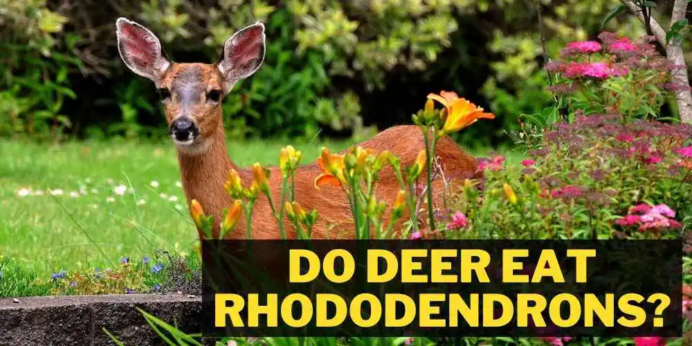 Do Deer Eat Rhododendrons? all you need to know