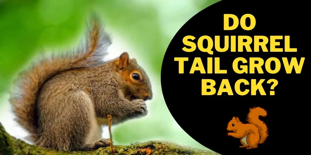 do Squirrel tails grow back