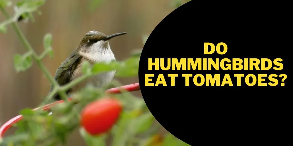 Do hummingbirds eat tomatoes