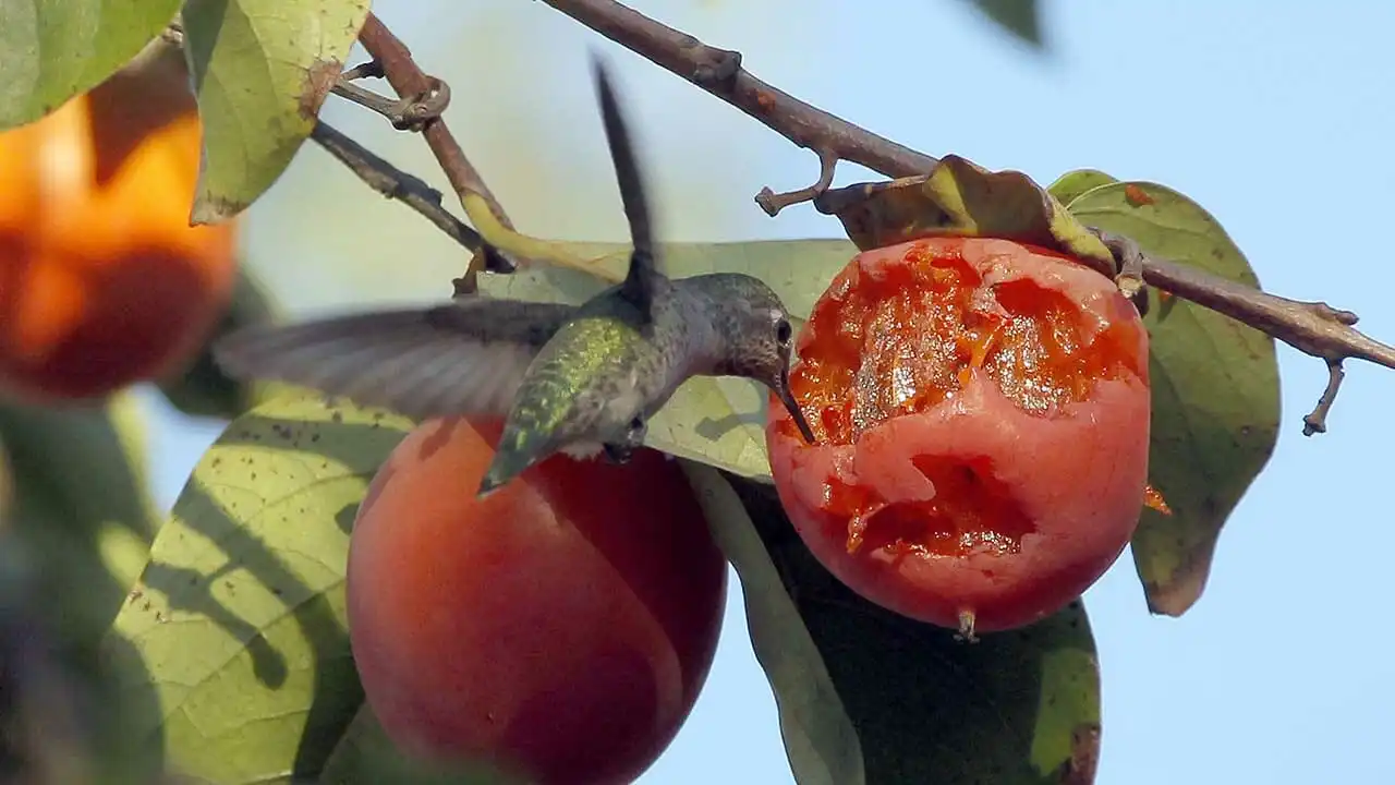 Do hummingbirds eat tomatoes