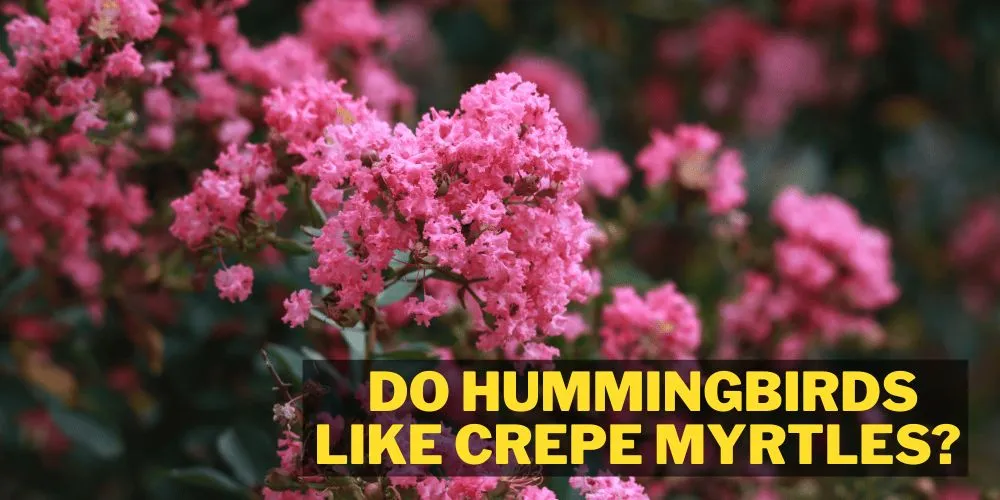 Do hummingbirds like crepe myrtles