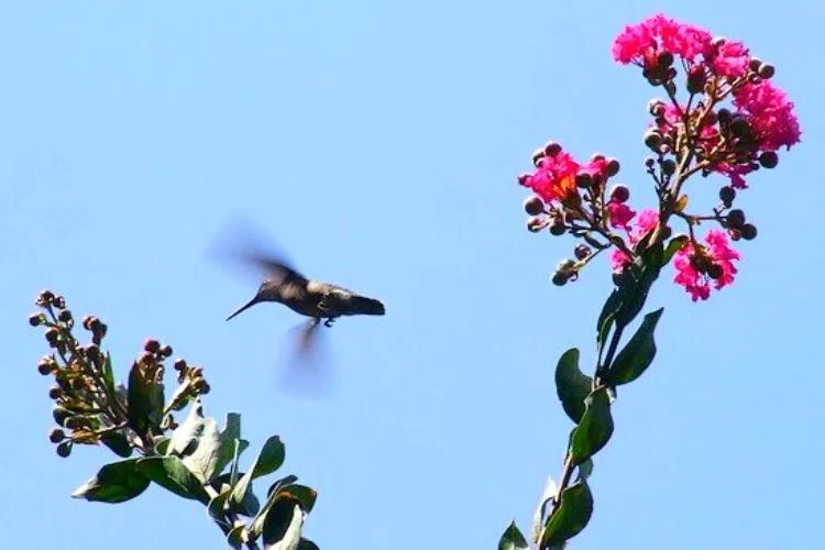 Do Hummingbirds Like Crepe Myrtles? All You Need To Know