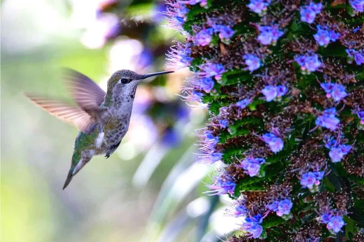 Do hummingbirds prefer flowers or feeders