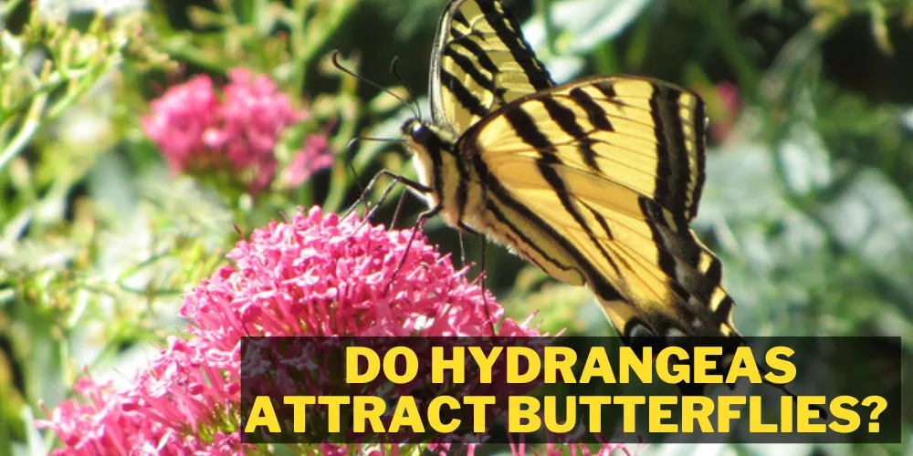 Do hydrangeas attract butterflies