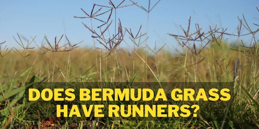 Does Bermuda grass have runners, yes they do