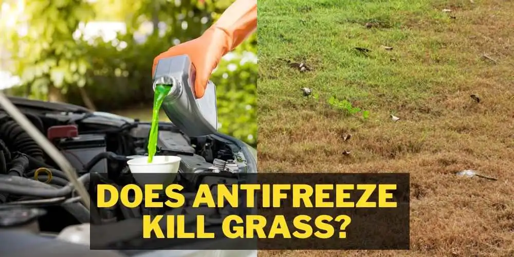 Does antifreeze kill grass explained by expert