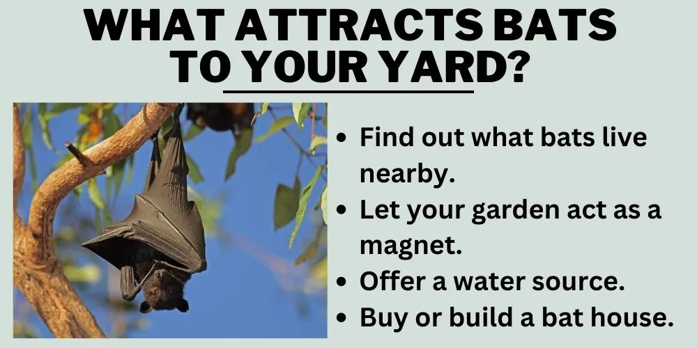 What Attracts Bats To Your Yard