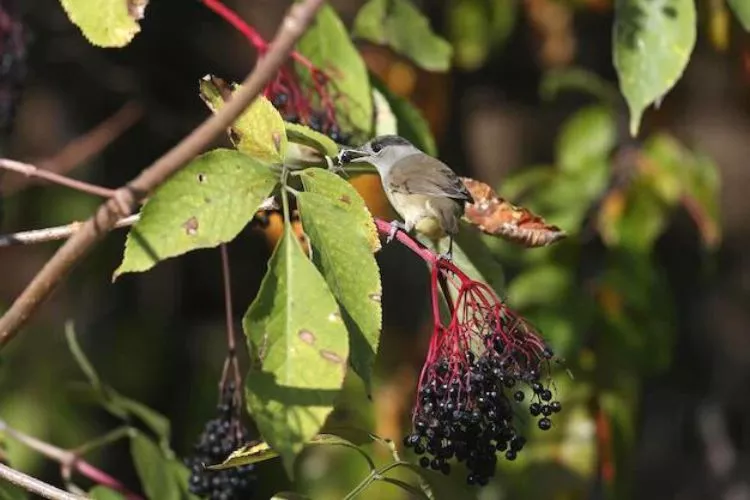 What animal eats elderberry