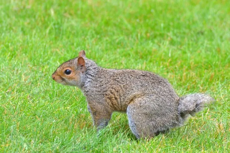What causes squirrels to lose their tail fur