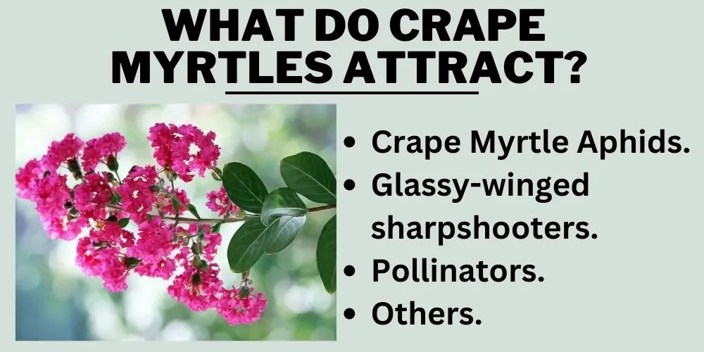 What do crape myrtles attract