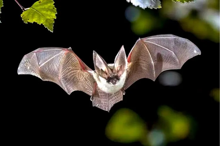 Why Do Bats Circle Around My Garden