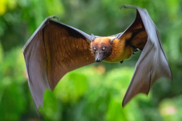 Why Do Bats Fly In Circles? Everything Explained