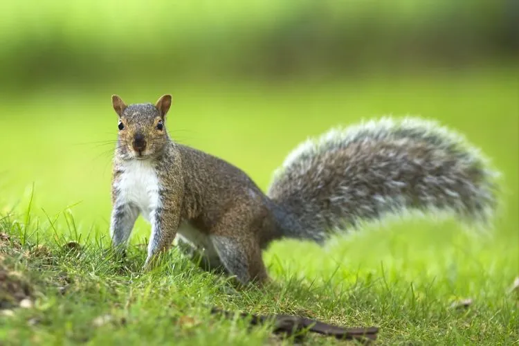 Why do some squirrels lose their tails
