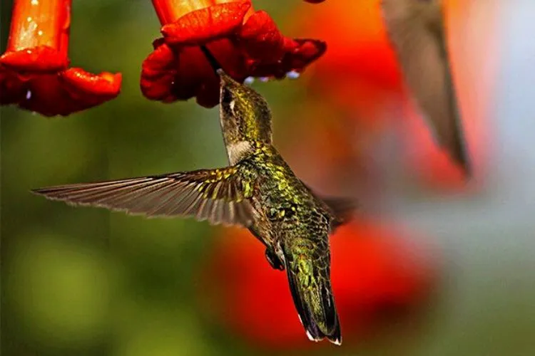 Will hummingbirds eat tomatoes on the vine