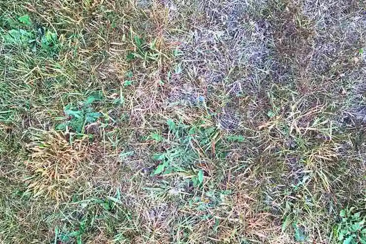 Will spilled antifreeze kill grass