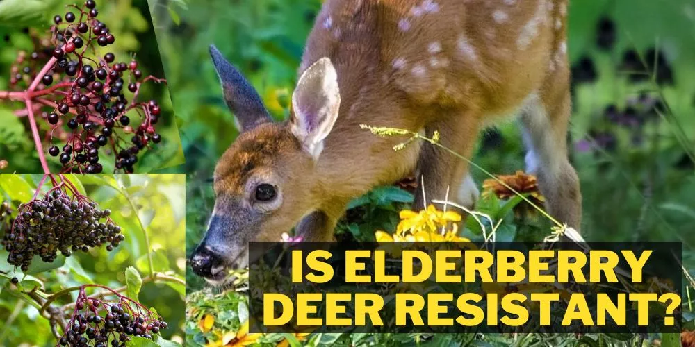 is elderberry deer resistant