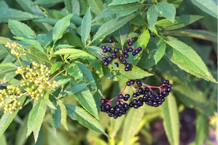 is elderberry deer resistant all you need to know