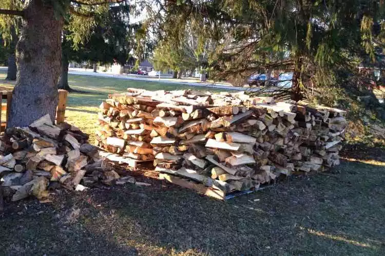 Is Box Elder Good Firewood? All You Need To Know