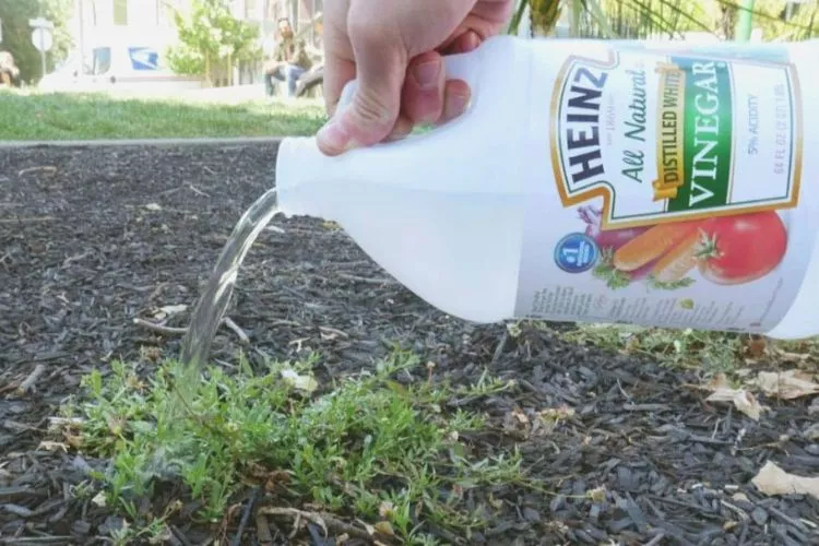 Remove Orchard Grass USING vinegar