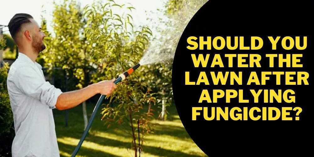Should you water the lawn after applying fungicide