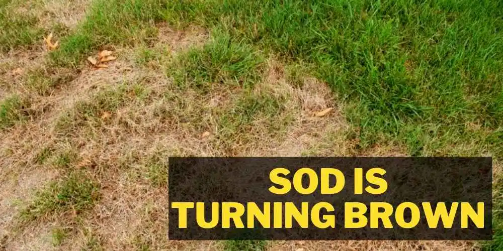 Sod is turning brown (reason ans solution)