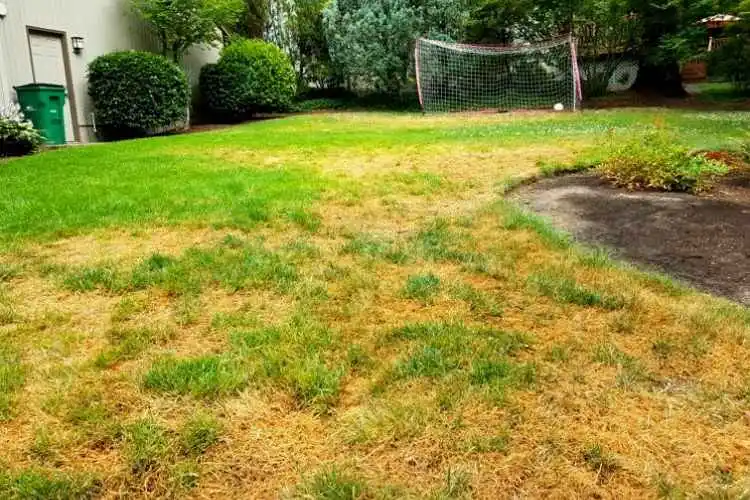 What can cause brown patches of fresh sod