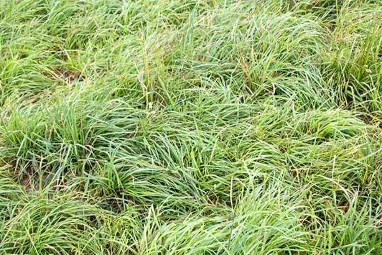 What is orchard grass