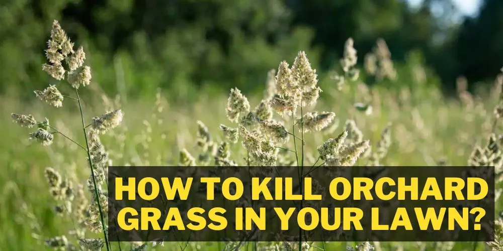 how to kill orchard grass in your lawn