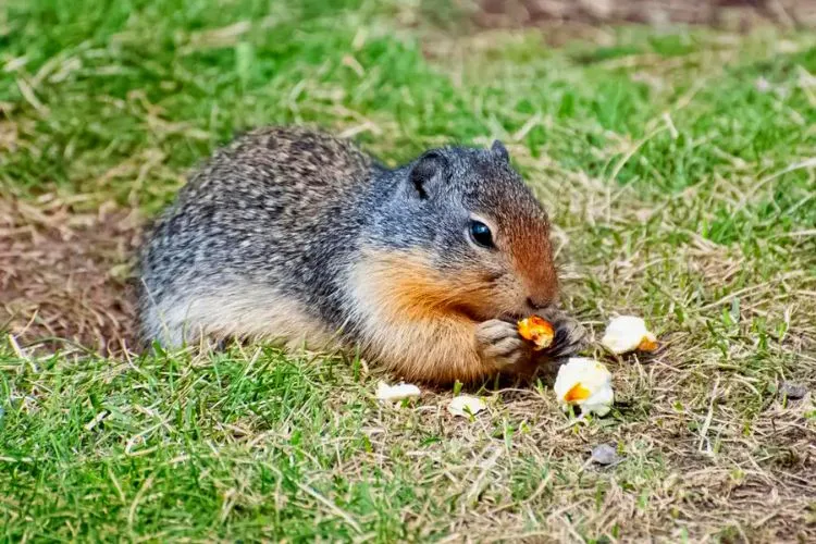 Can squirrels eat popcorn? expert's guide