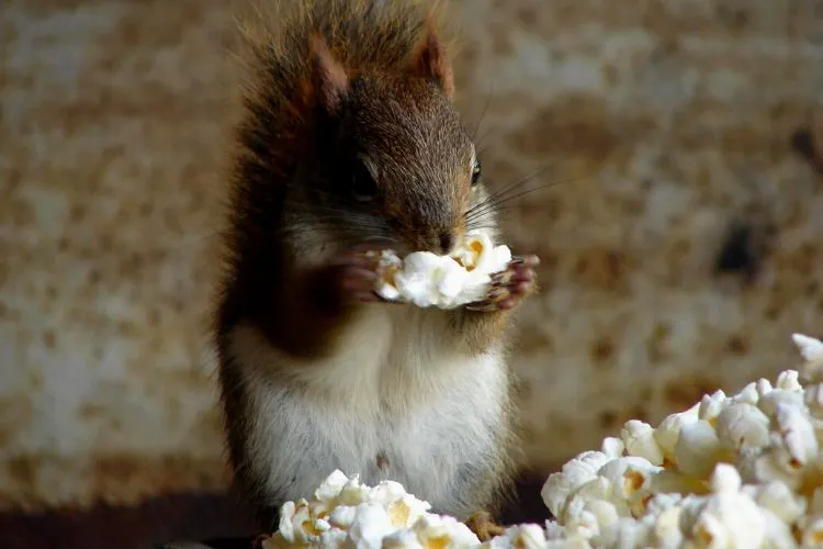 Can squirrels eat popcorn? all you need to know