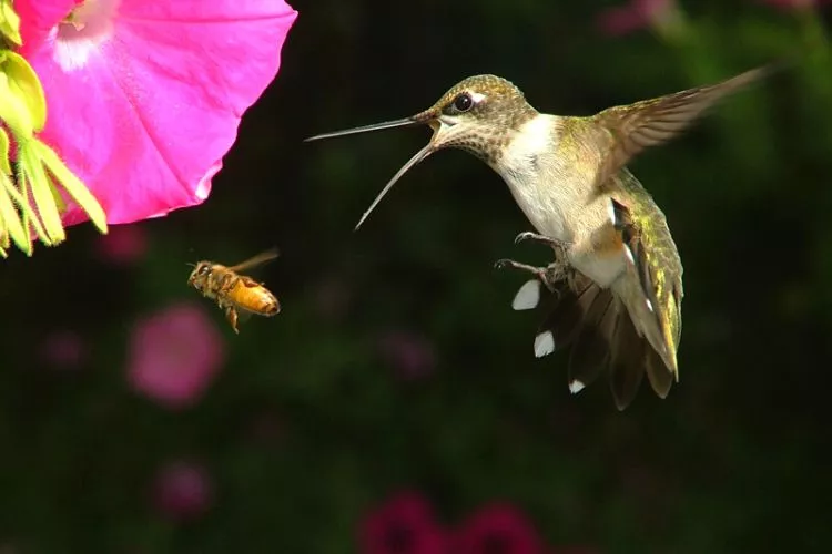 How can hummingbirds help control biological aphid populations