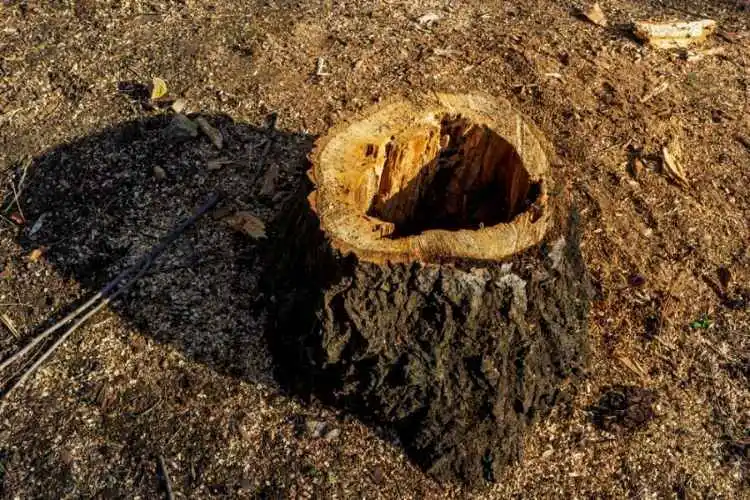 How do you hollow out a tree stump by hand