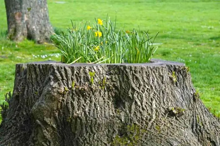 How do you hollow out a tree stump to plant flowers