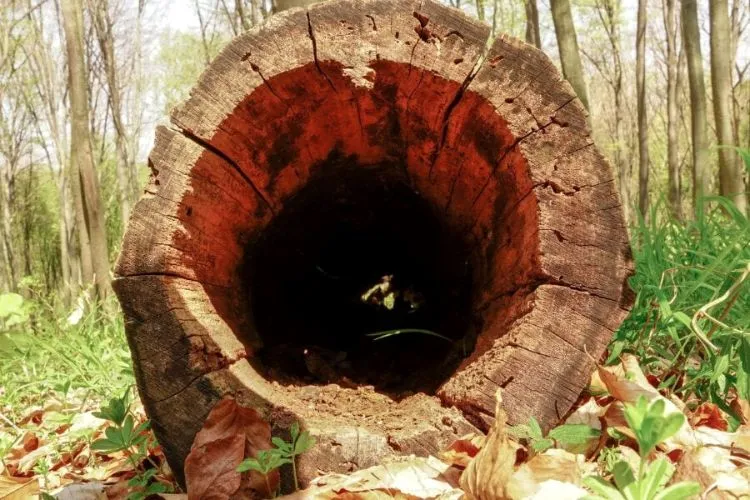 How to Hollow Out a Tree Stump? Complete Guide