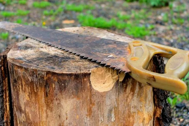 Is Chinese Elm Good Firewood? all you need to know