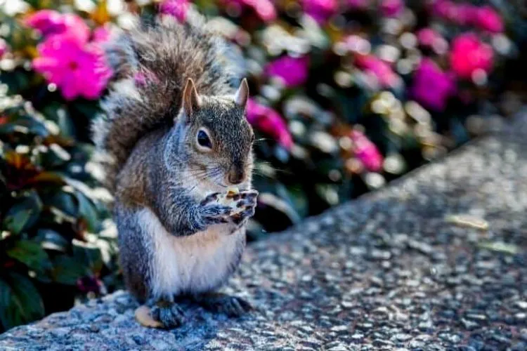 Is popcorn healthy for squirrels