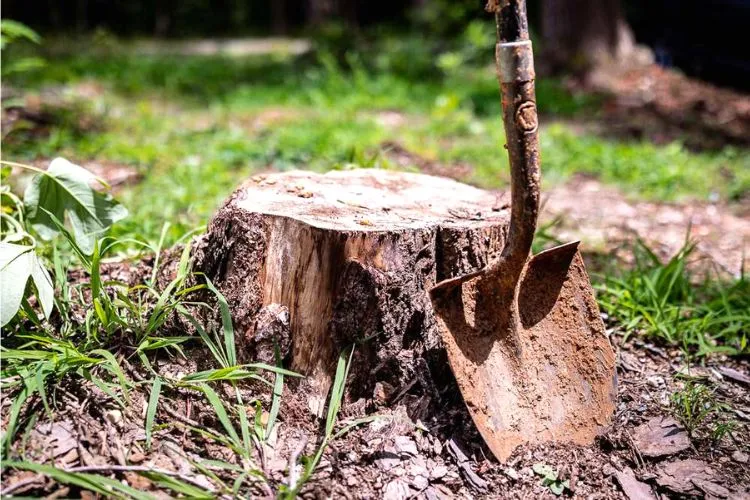 Safety precautions to be taken when sealing a tree stump