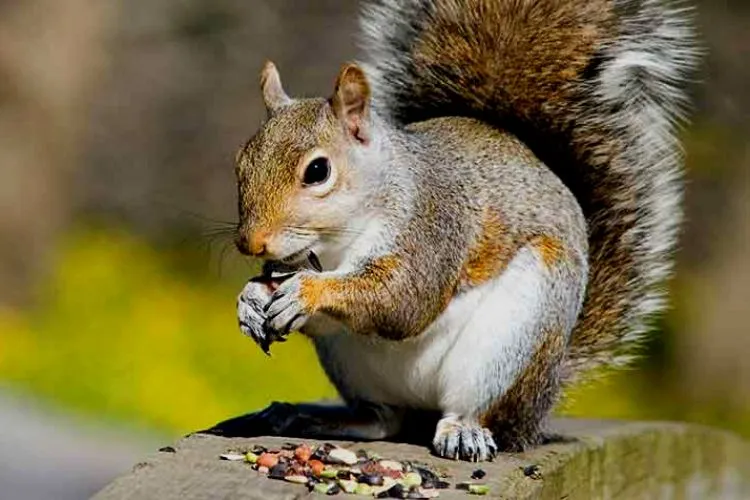 The natural diet of squirrels