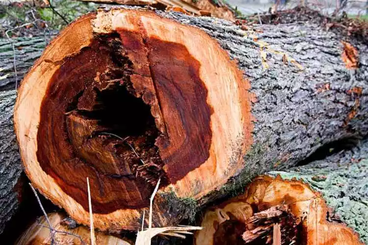 Which Elm Wood Varieties Are as Good As Firewood