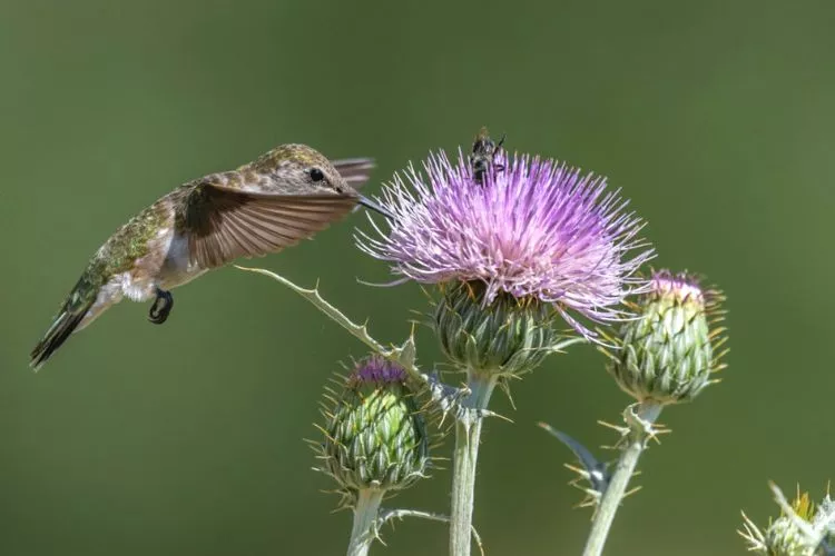 Which Hummingbirds Eat Aphids