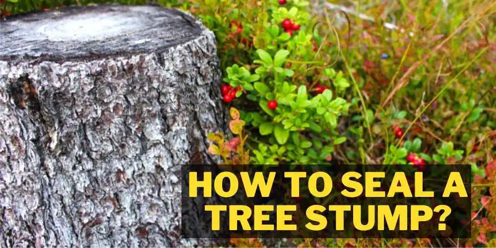 how to seal a tree stump