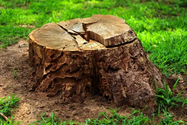 how to seal a tree stump? Easy Guide