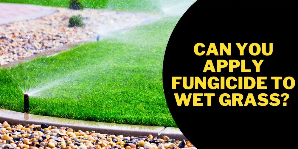 Can You Apply Fungicide to Wet Grass