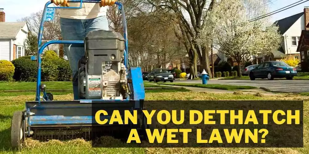 Can you dethatch a wet lawn