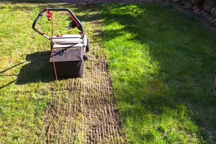 Can you dethatch a wet lawn? The Ultimate Guide