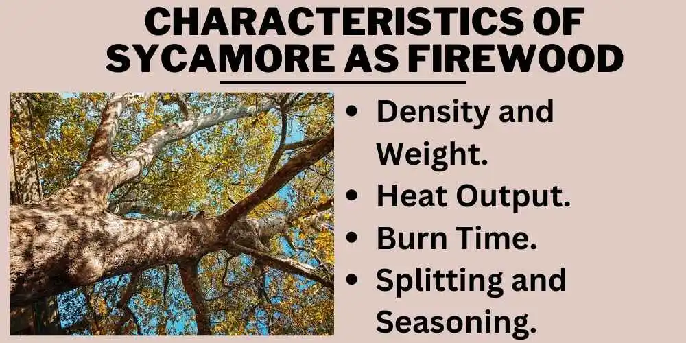 Characteristics of Sycamore as Firewood