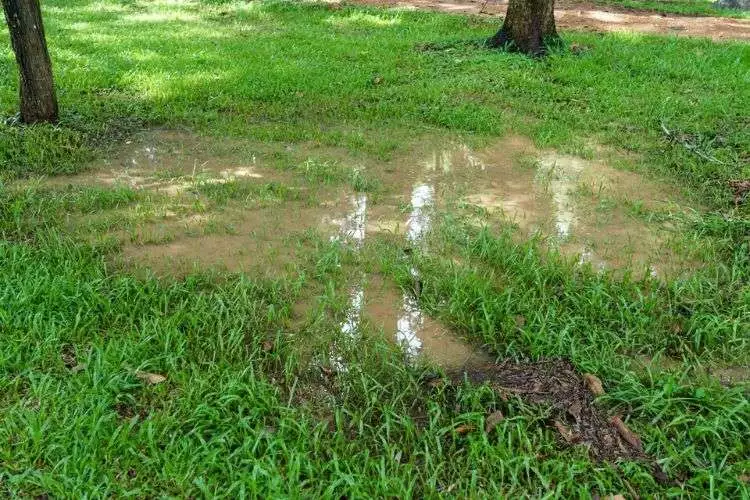 How to determine if a lawn is too wet