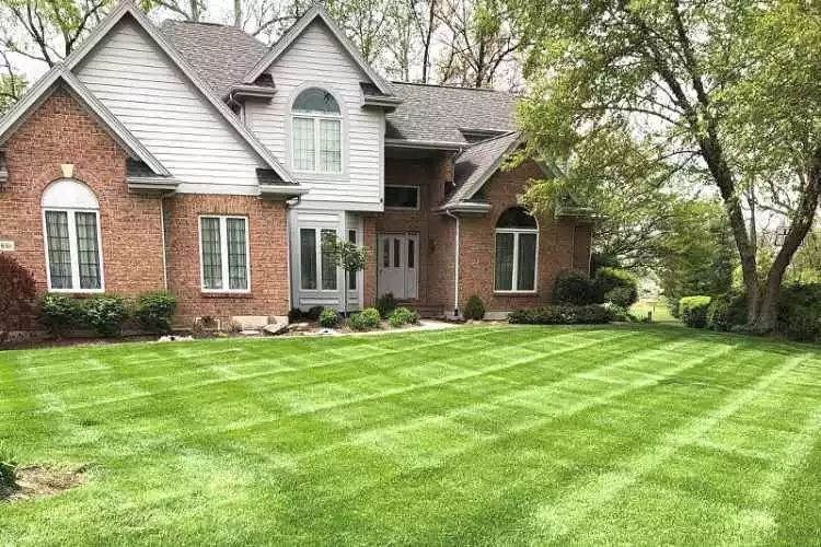 How to fix matted down grass? Complete Guide