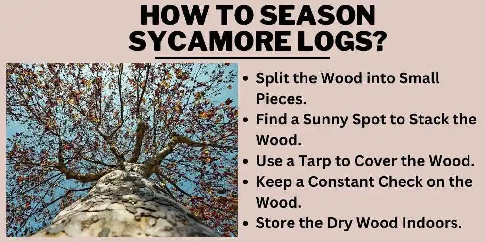 How to season sycamore logs